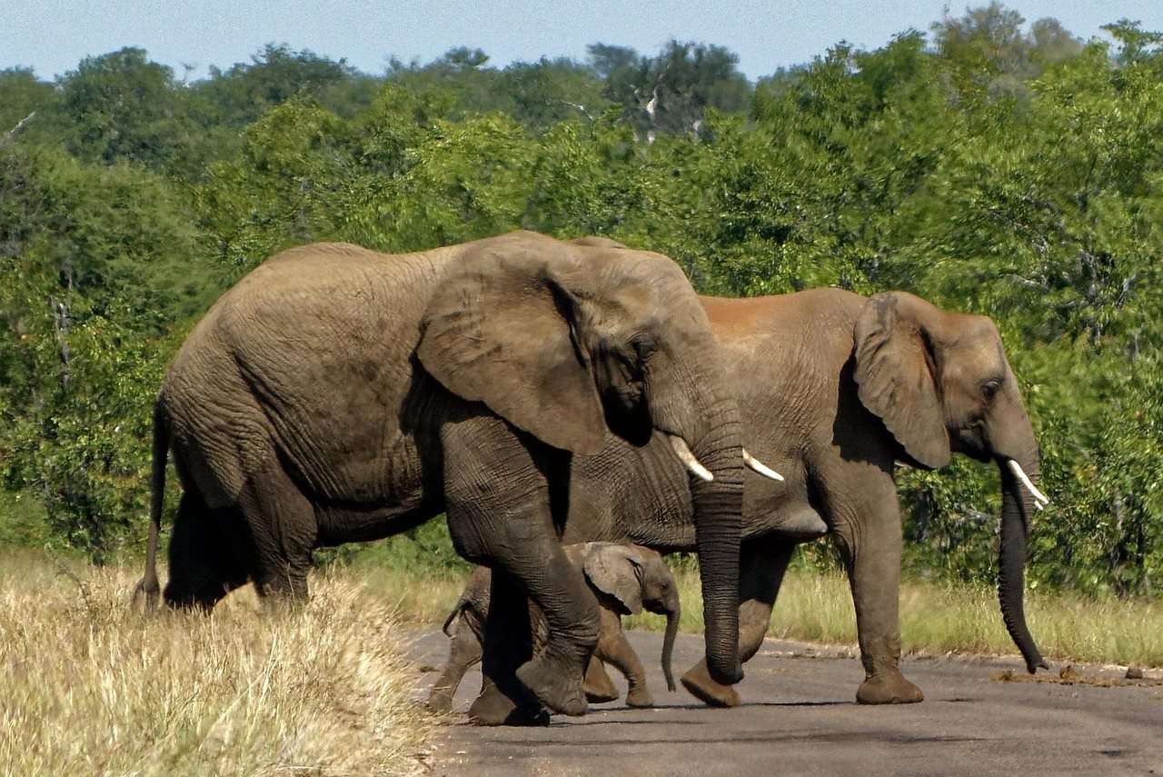 Kruger Park Elefante