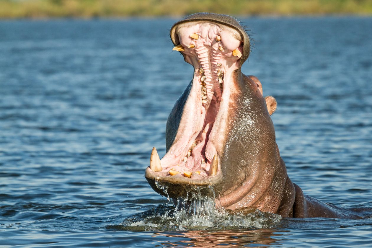 Trek_Package 5860 - 1700163647 Okavango Delta - Wildlife & Scenery(1)-02