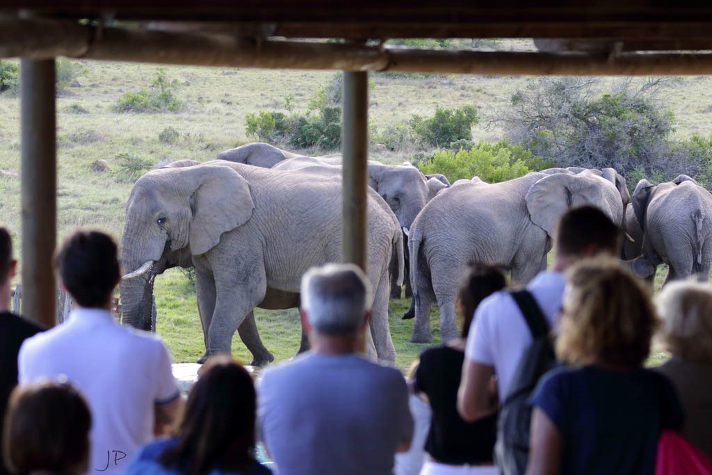 Amakhala Game Reserve