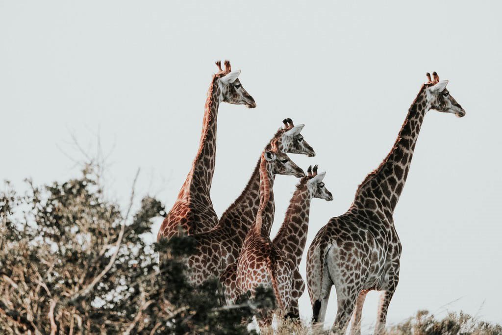 Amakhala Game Reserve