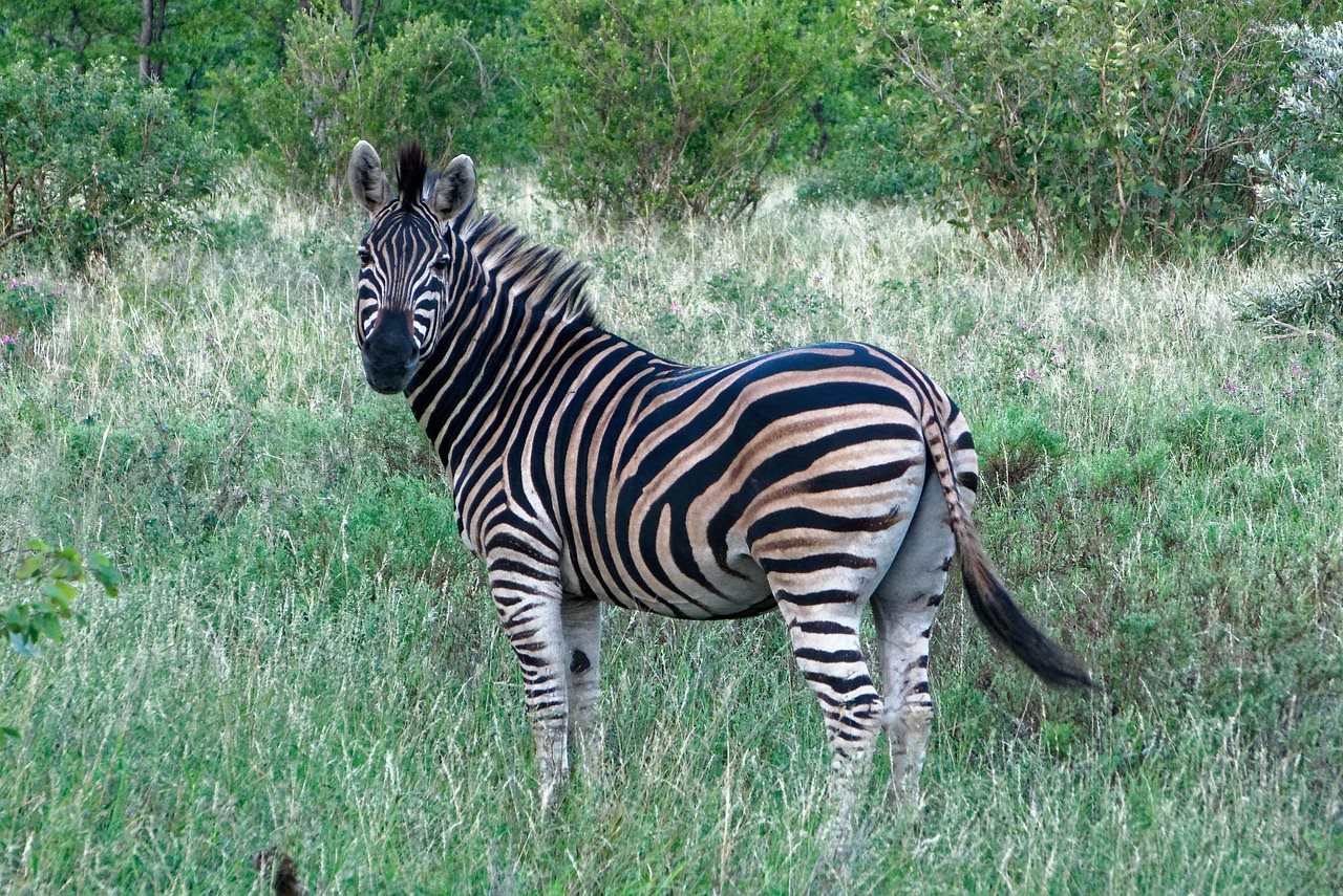 Kruger Park Zebra